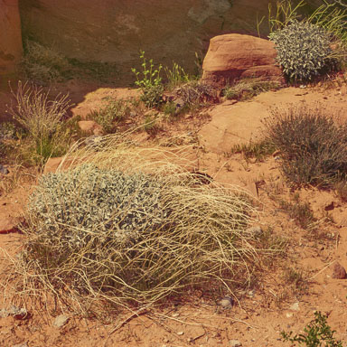 Valley of Fire 1980